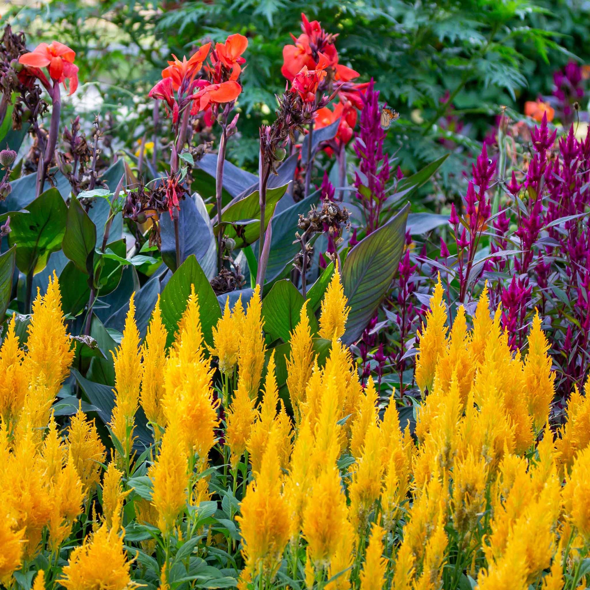 Yellow and orange Celosia Golden Plume feathery blooms with green foliage in the background.