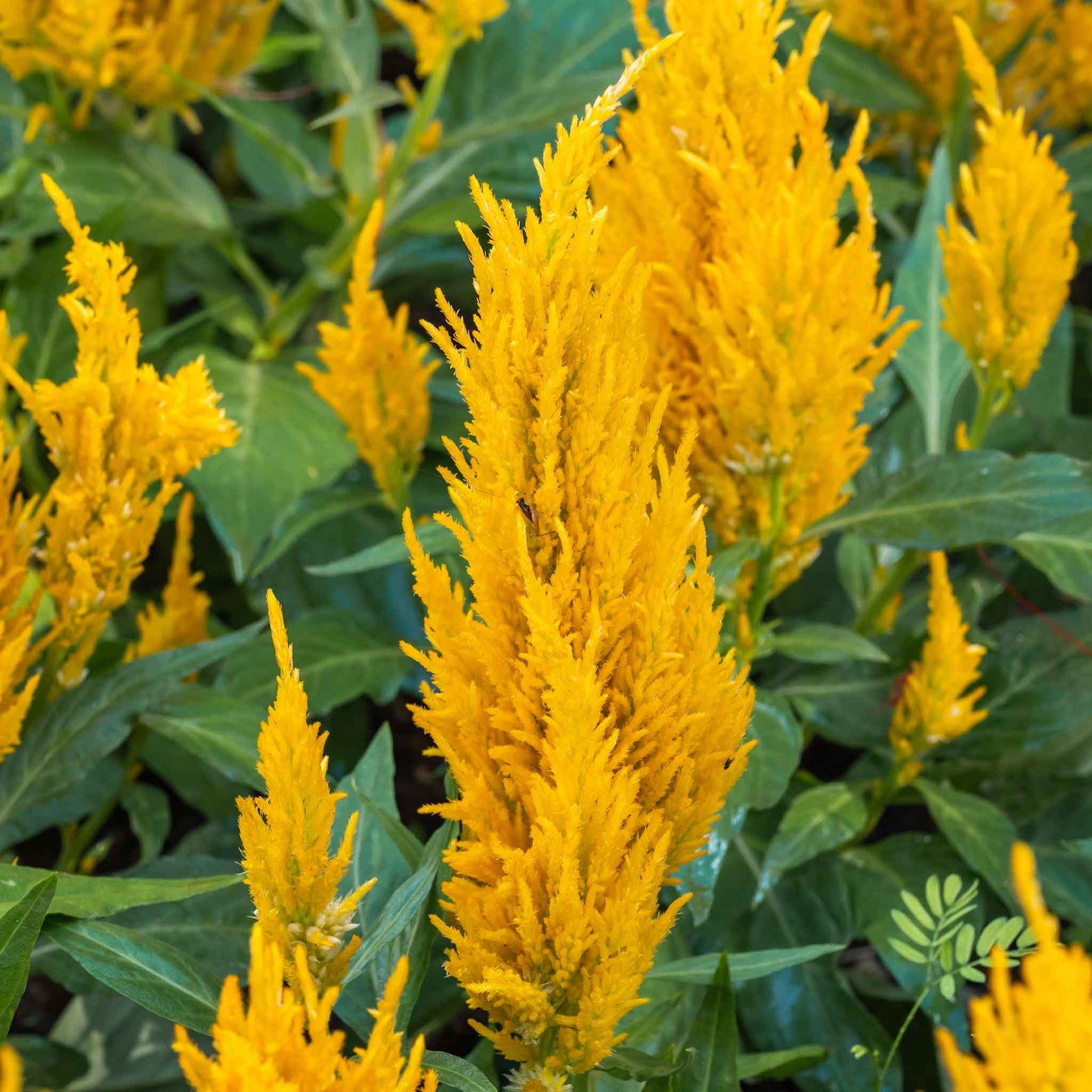 Golden Celosia Golden Plume plumes with green leaves against a light neutral background.