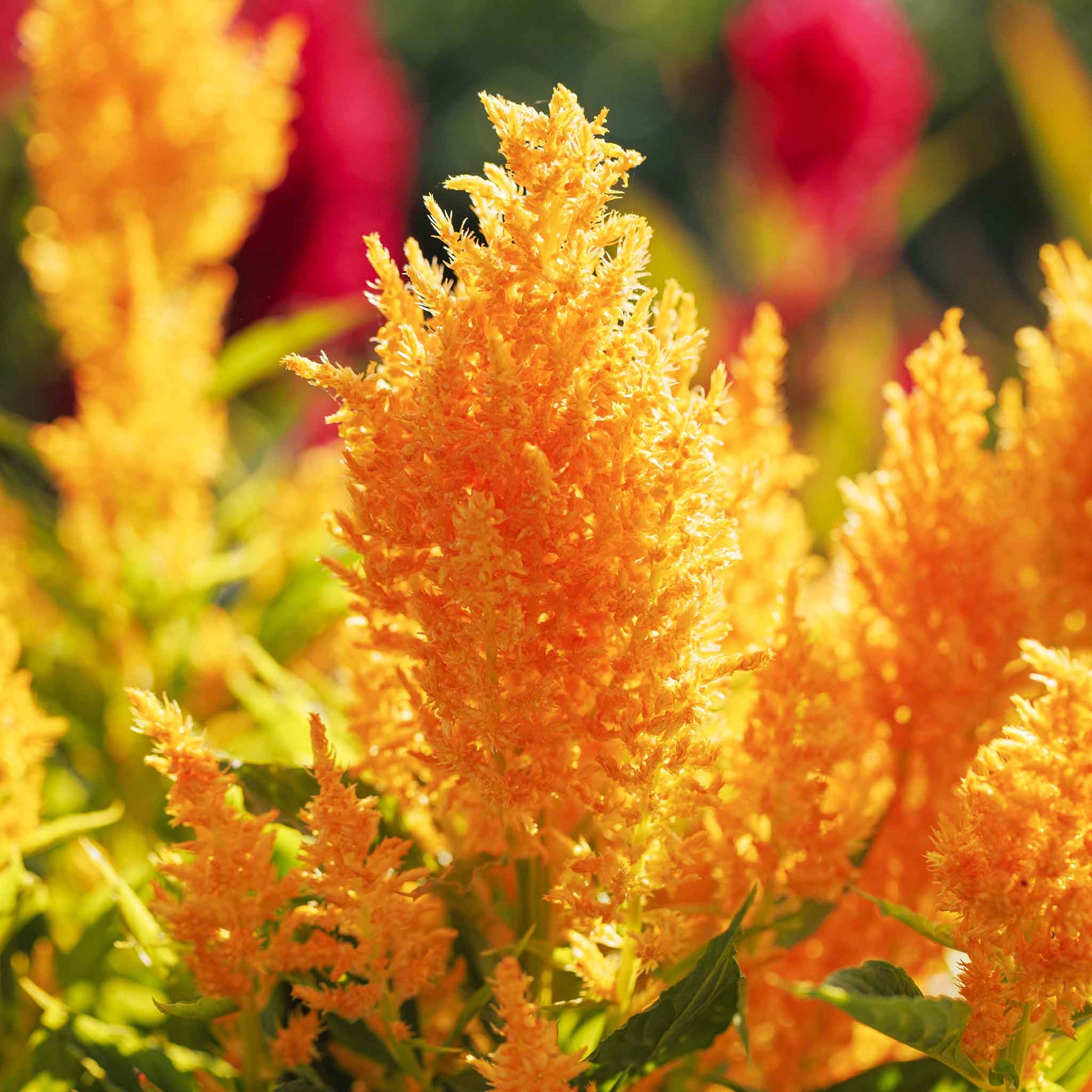 Close-up of a variety of colorful celosia pampas plume flowers in shades of pink, yellow, and orange.
