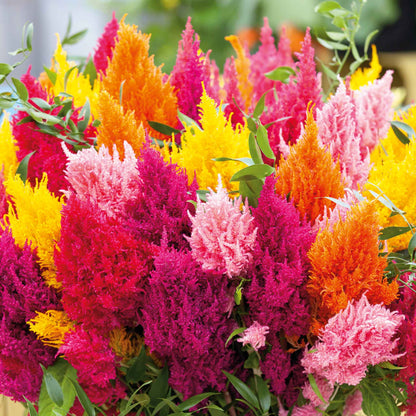 Close-up of fluffy, multi-colored Celosia 'Mixed Pampas Plume' flowers, including pink and yellow plumes.