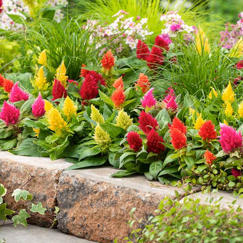Red, yellow and orange Celosia Plumosa Lilliput Kewpie Mix blooms in an outdoor garden setting. | copyright: Floramedia UK Ltd