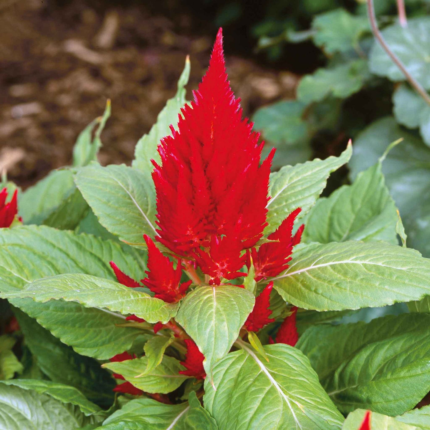 Deep red Celosia Scarlet Plume with feathery blooms and green leaves against a soft background.
