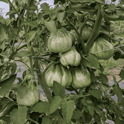 Cesare's Canestrino di Lucca Tomato