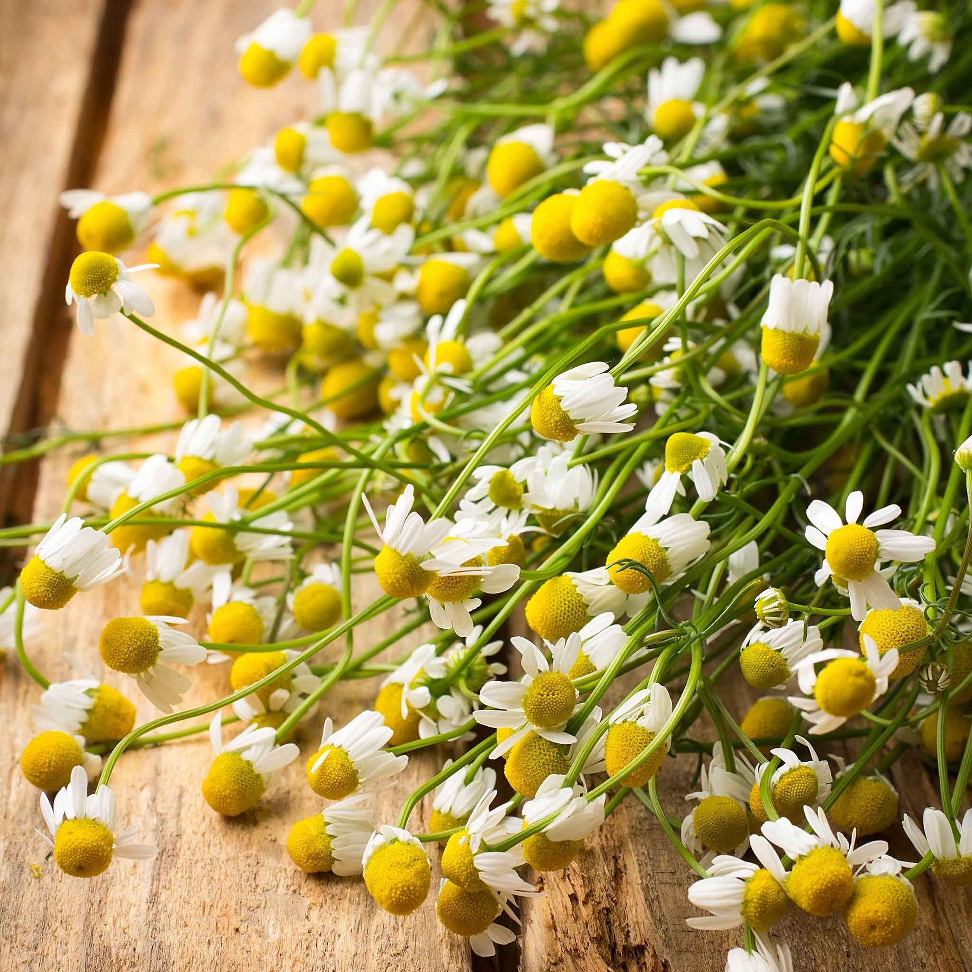 A close-up shot of small, white German chamomile flowers with yellow centers and green leaves.