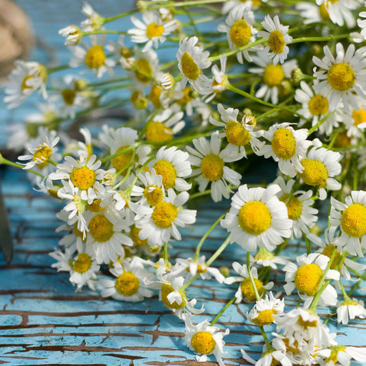A close-up of small, white, Roman chamomile blooms with a yellow center, surrounded by green leaves.