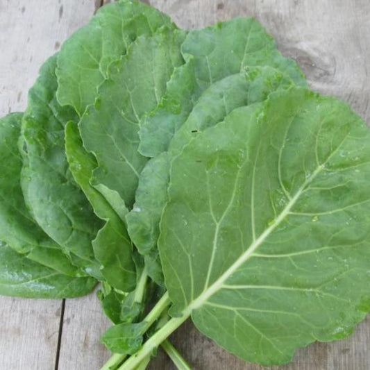 Champion Collards Seedlings – live vegetables seedling