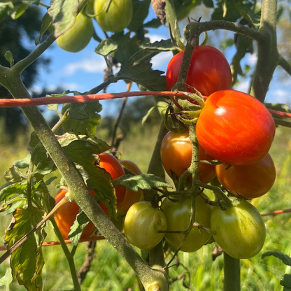 Cherry Ember Tomato