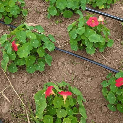 Cherry Rose Nasturtium Seedlings