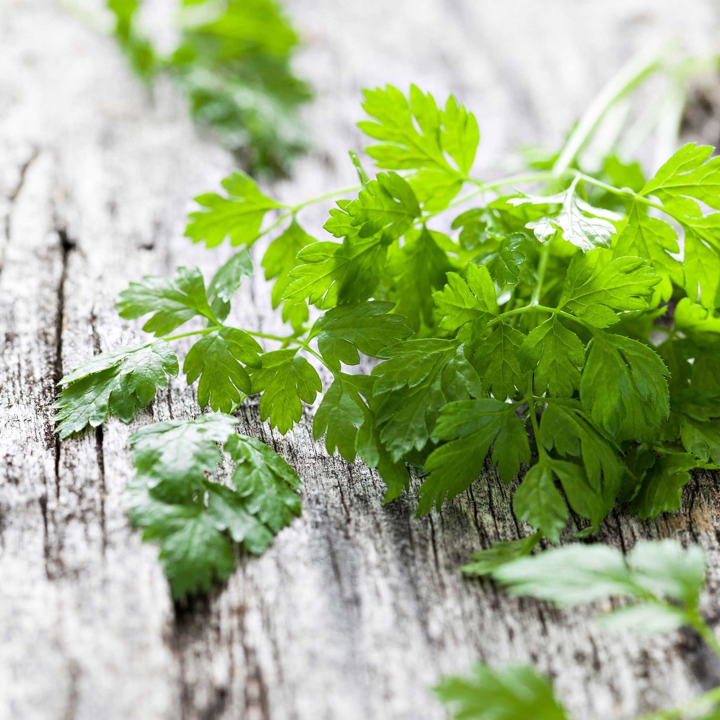 A close-up shot of green chervil leaves, highlighting the herb's delicate texture.