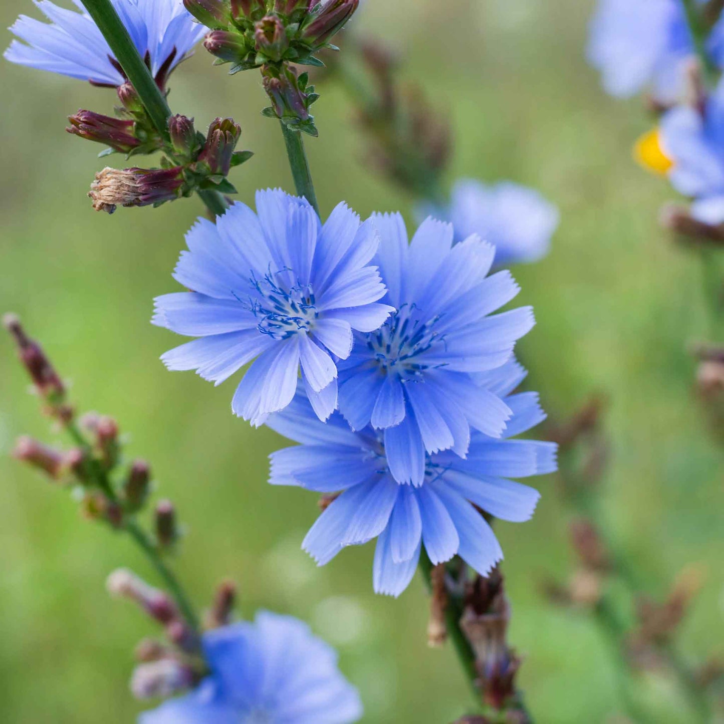 Close-up of a Chicory flowers with delicate blue petals against a blurred green background.