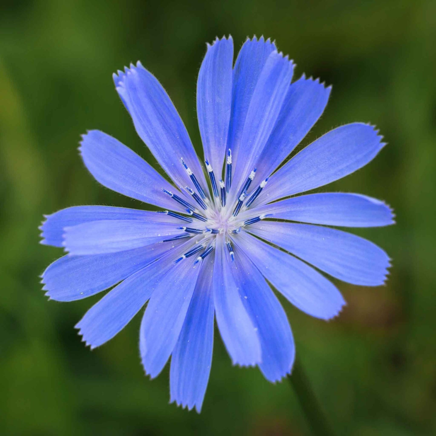 Close-up of a Chicory flower with delicate blue petals set against a blurred green background.