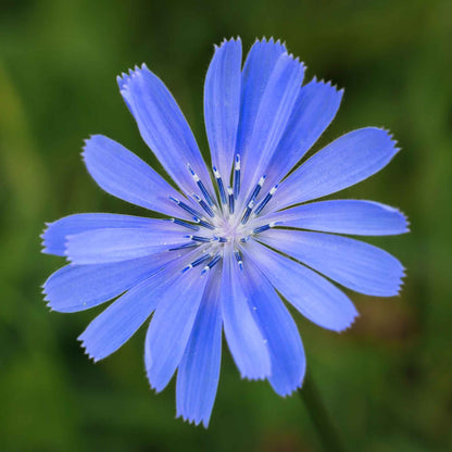 Close-up of a Chicory flower with delicate blue petals set against a blurred green background.