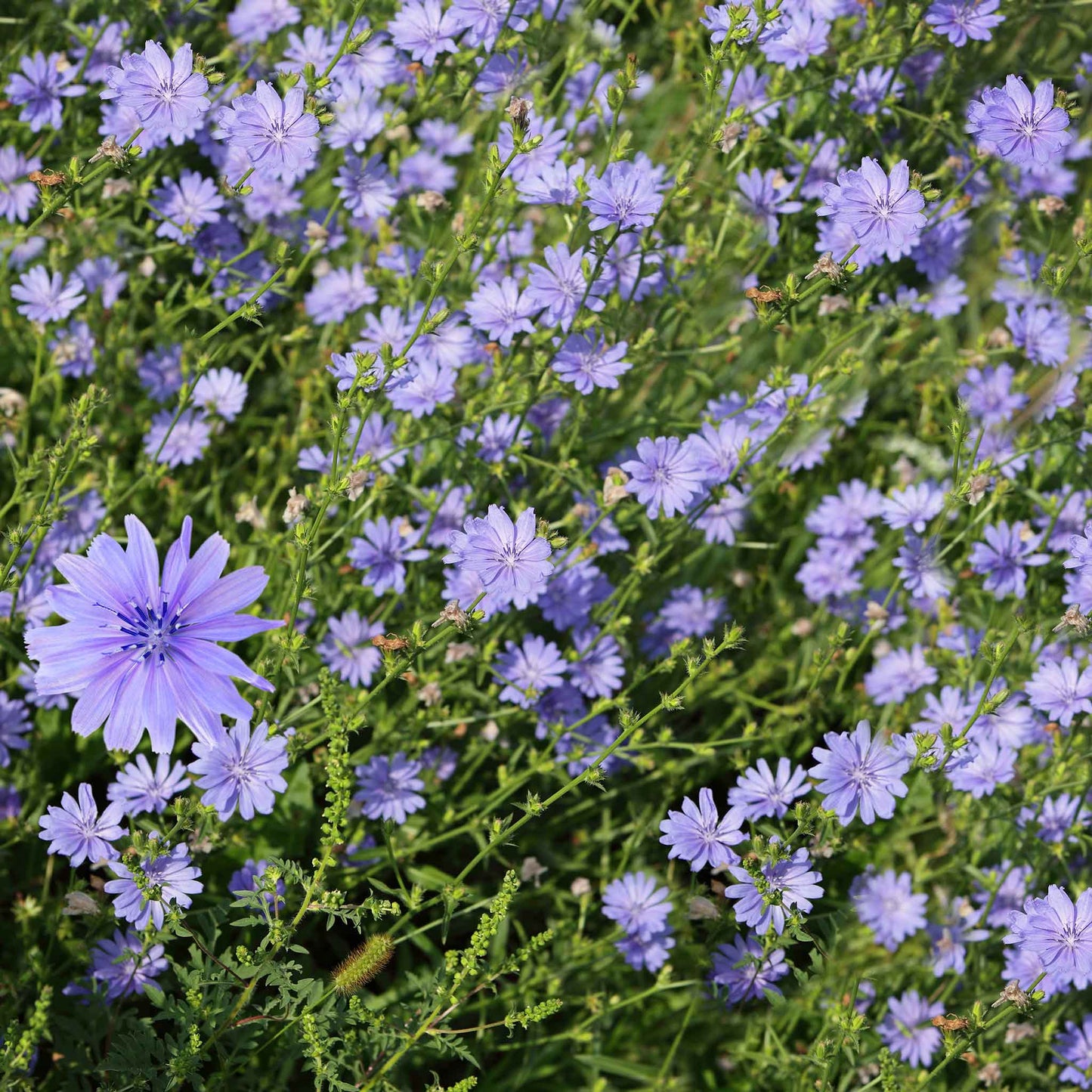 A close-up of a small, white, star-shaped chicory flower,  surrounded by green leaves.