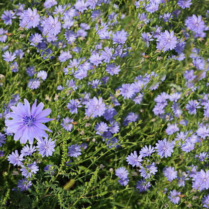 A close-up of a small, white, star-shaped chicory flower,  surrounded by green leaves.