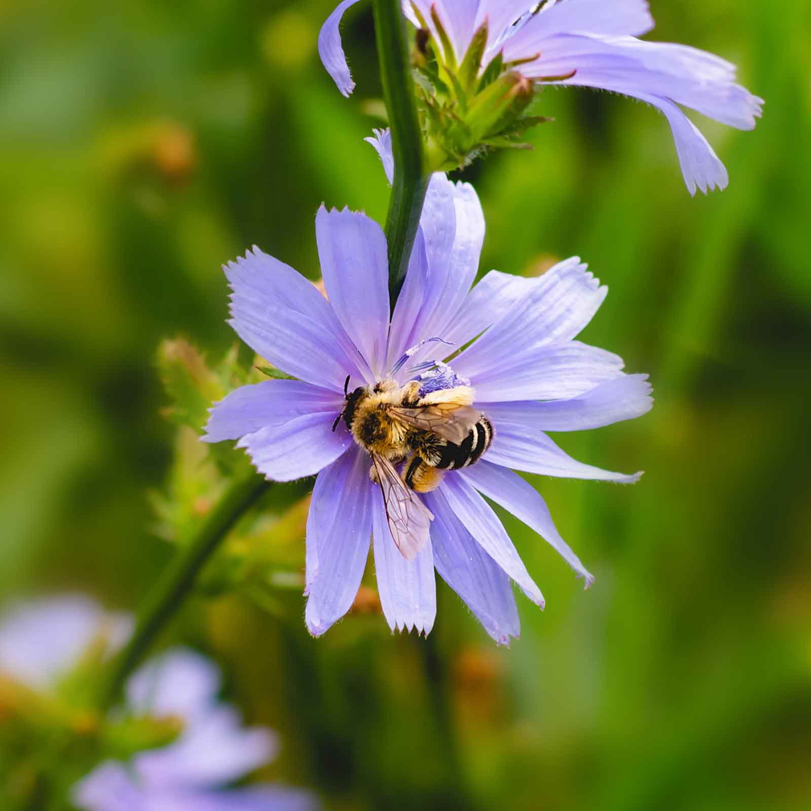 Close-up of a Chicory flower with delicate blue petals set against a blurred green background.