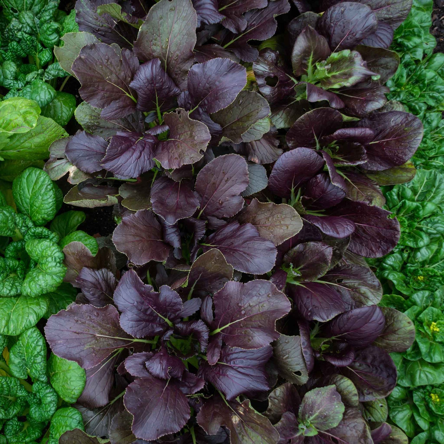 This image shows a close-up of a vibrant pak choy red inferno plant with glossy, dark green leaves.