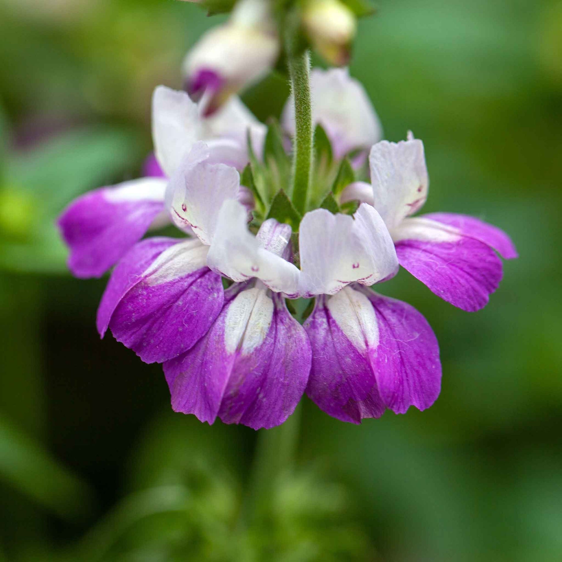 A close-up shot of blooming Chinese Houses flowers with vibrant white and purple petals