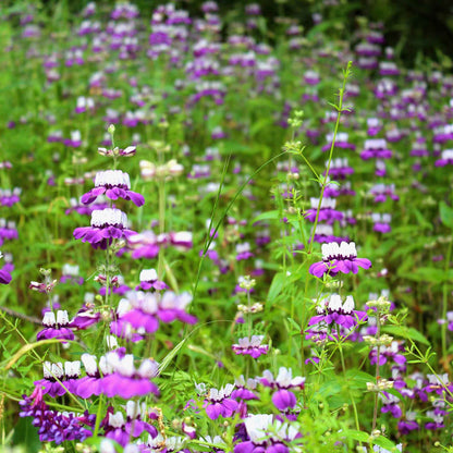 A vibrant close-up of purple and white Chinese Houses flowers, showcasing their unique blooms.