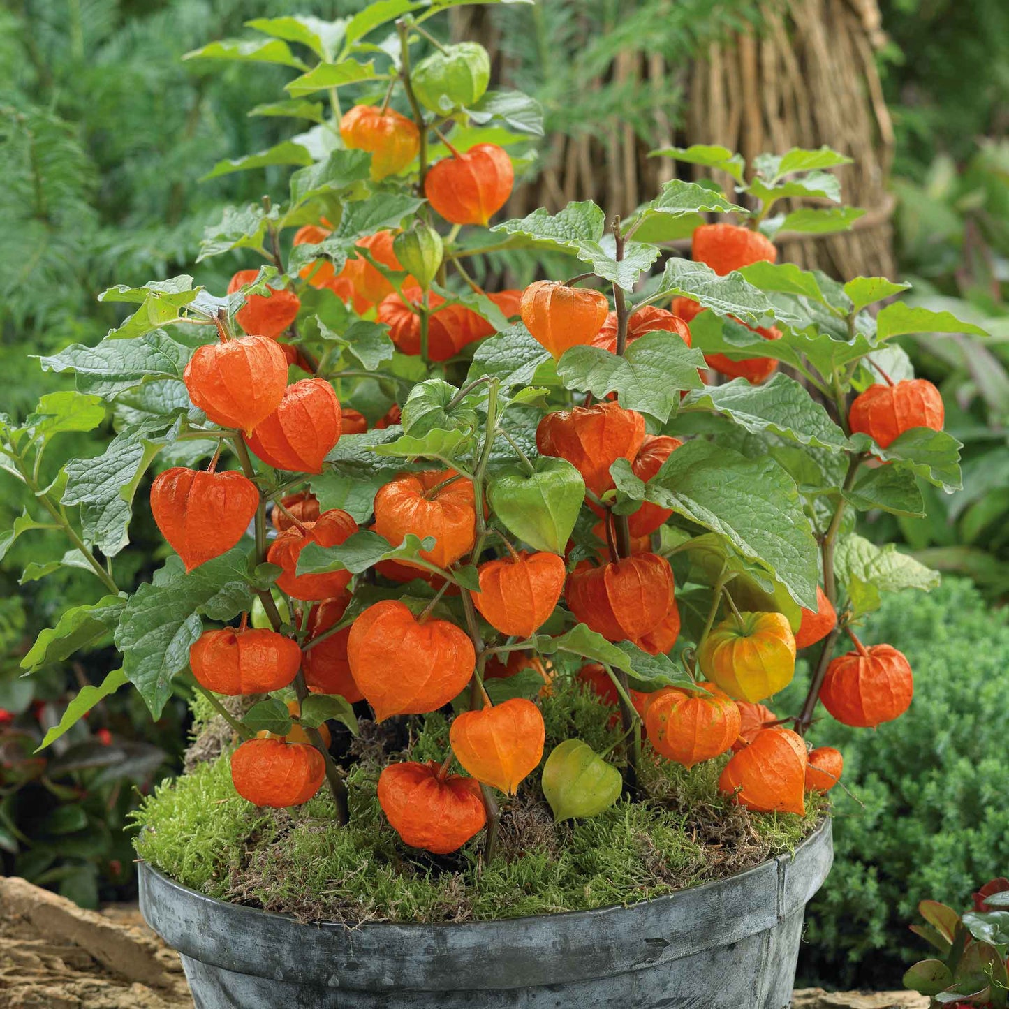 Bright orange Chinese Lantern papery husks growing on a plant in a garden setting.