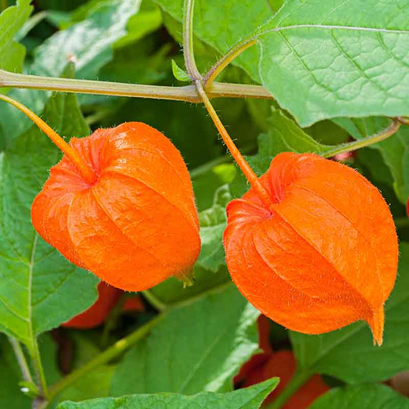 Dual bright orange Chinese Lantern husk with green leaves in a blurred background.