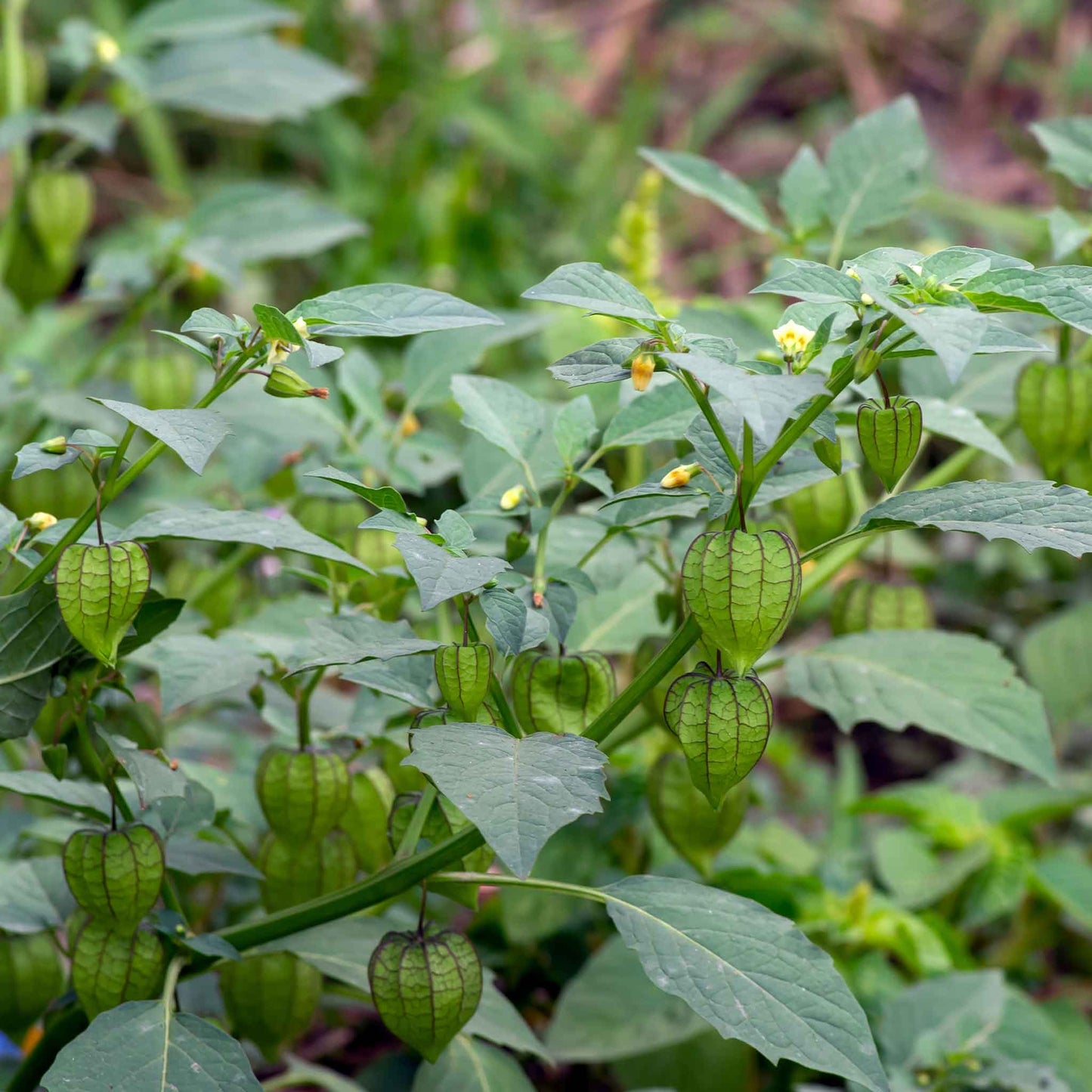 Orange Chinese Lantern husks still in green on a plant against a blurred green background.