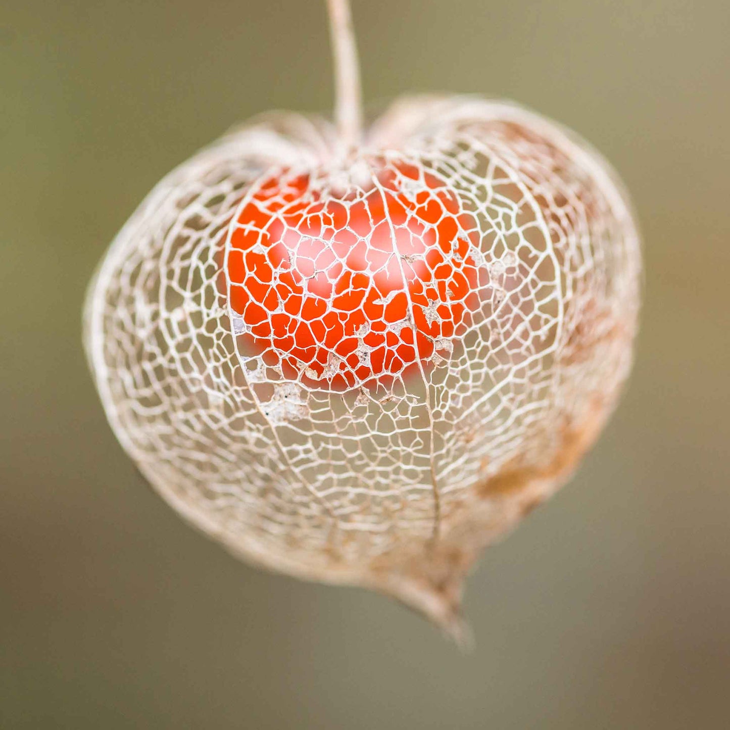 Dried Chinese Lantern husk showing an orange berry inside against a blurred background.