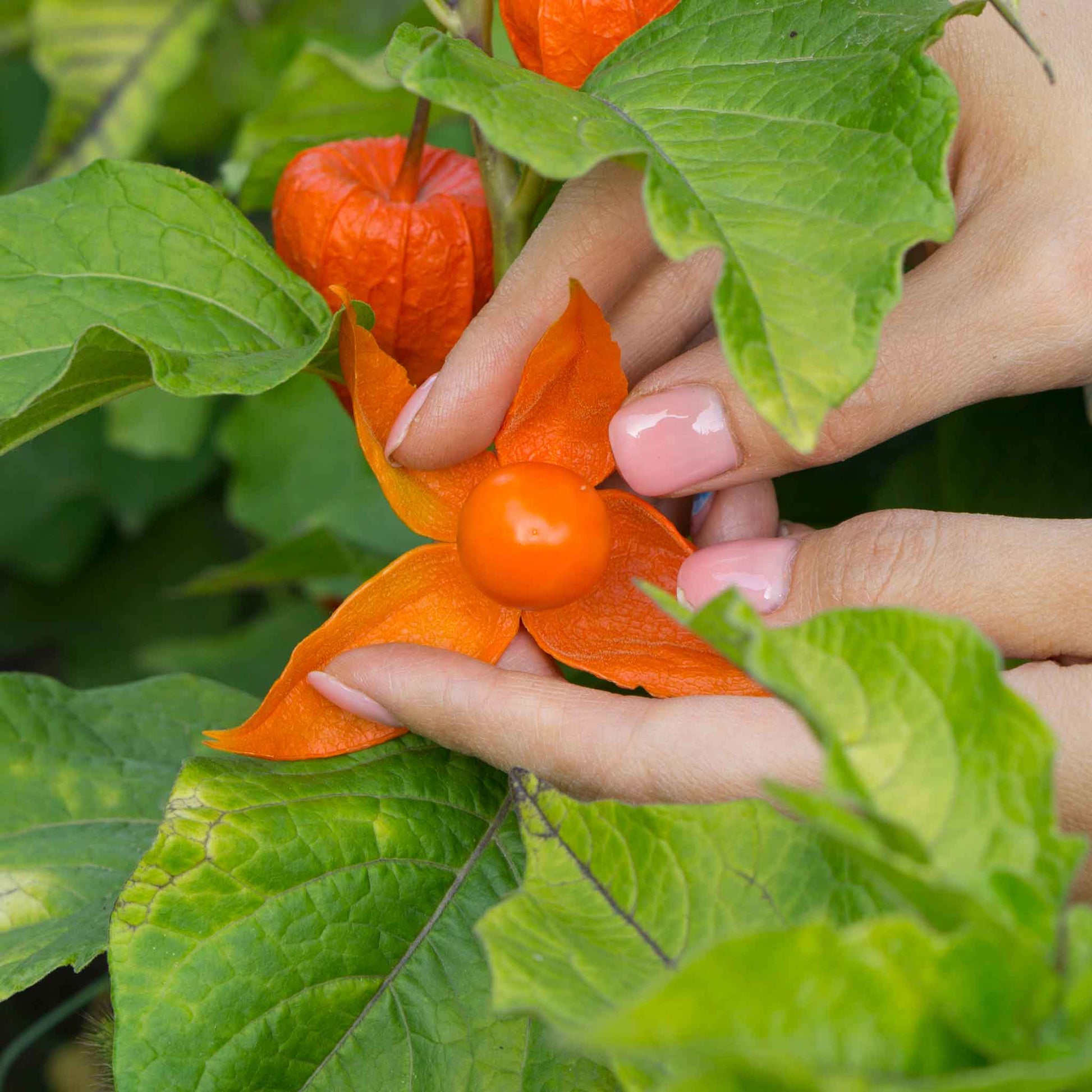 Bright orange Chinese Lantern husk held in a hand against a blurred green background.