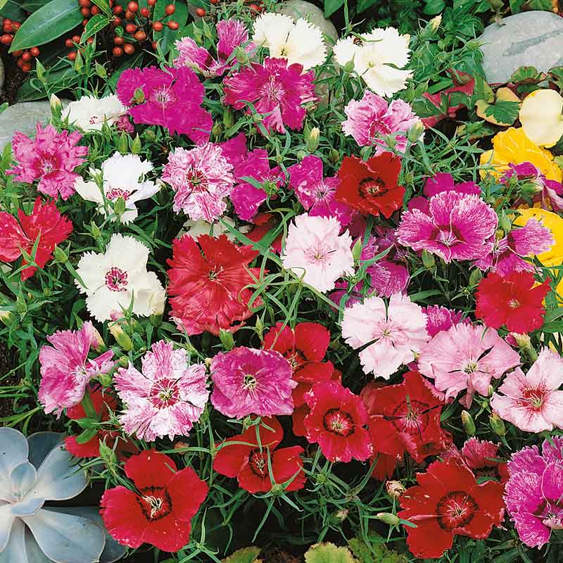 Chinese pinks babydoll mix red, pink and white flowers with a blurred green background