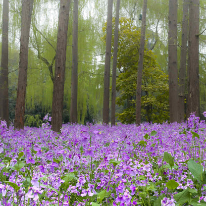 Purple chinese violet cress flowers carpeting a woodland floor with tall trees behind.