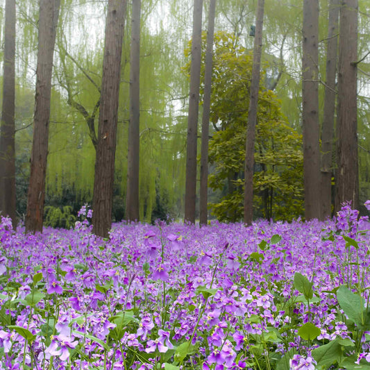 Purple chinese violet cress flowers carpeting a woodland floor with tall trees behind.