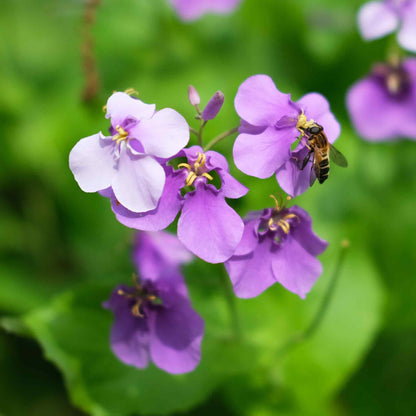 Purple chinese violet cress flowers with green foliage against a blurred green background.