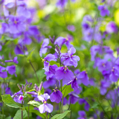 Dense purple chinese violet cress blooms with green foliage and woodland trees behind.
