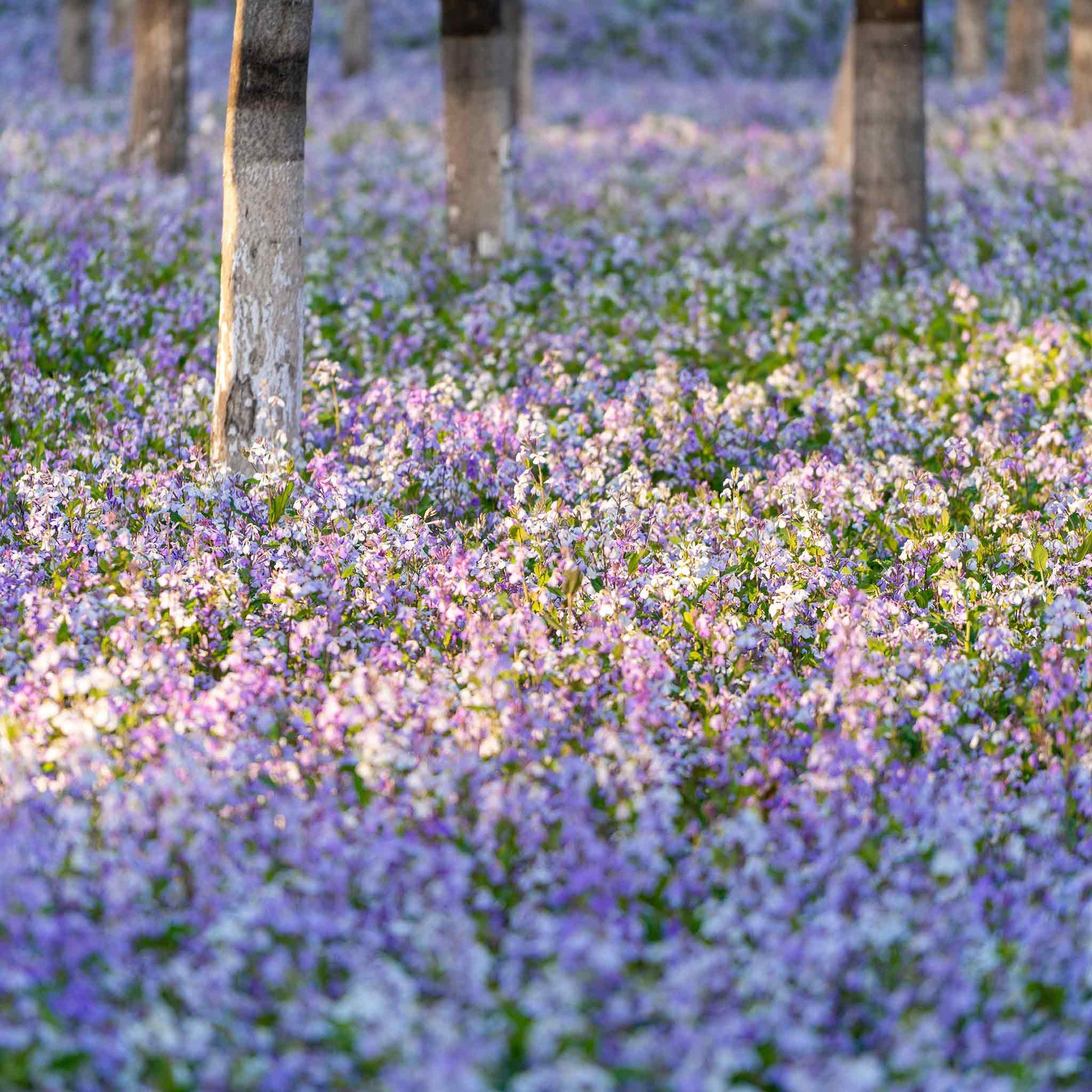 Purple chinese violet cress flowers covering a woodland floor with trees in the background.