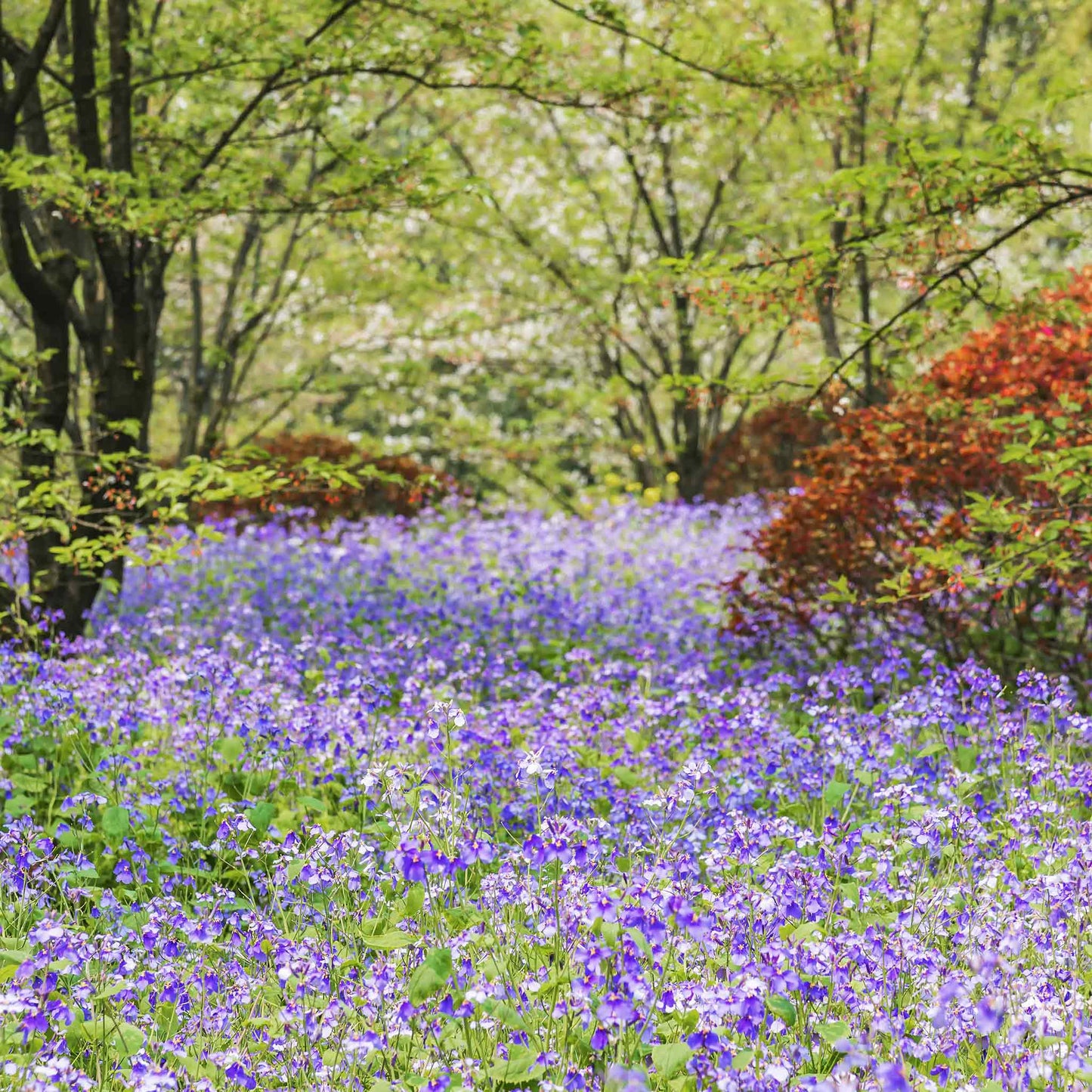 Purple chinese violet cress flowers spreading across a woodland floor with trees behind.