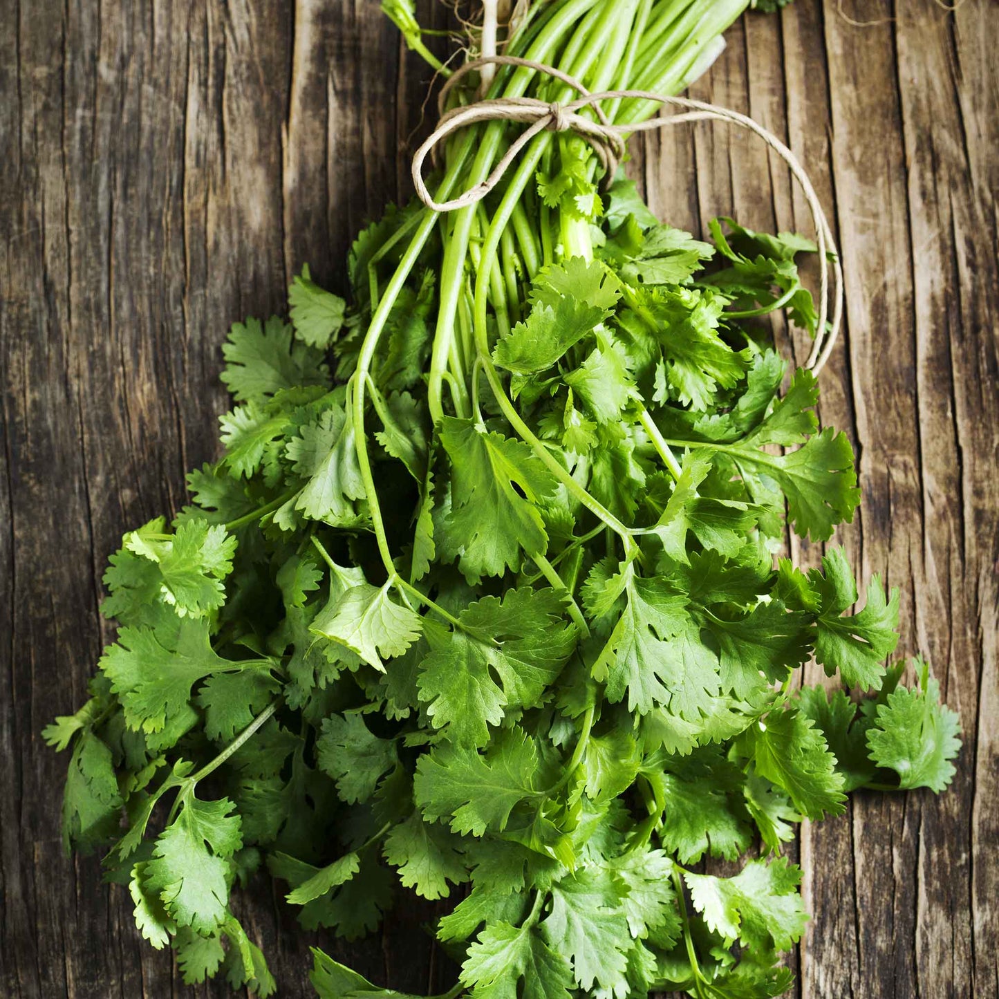A bundle of Fiesta Green Cilantro/Coriander stems on a wooden table.