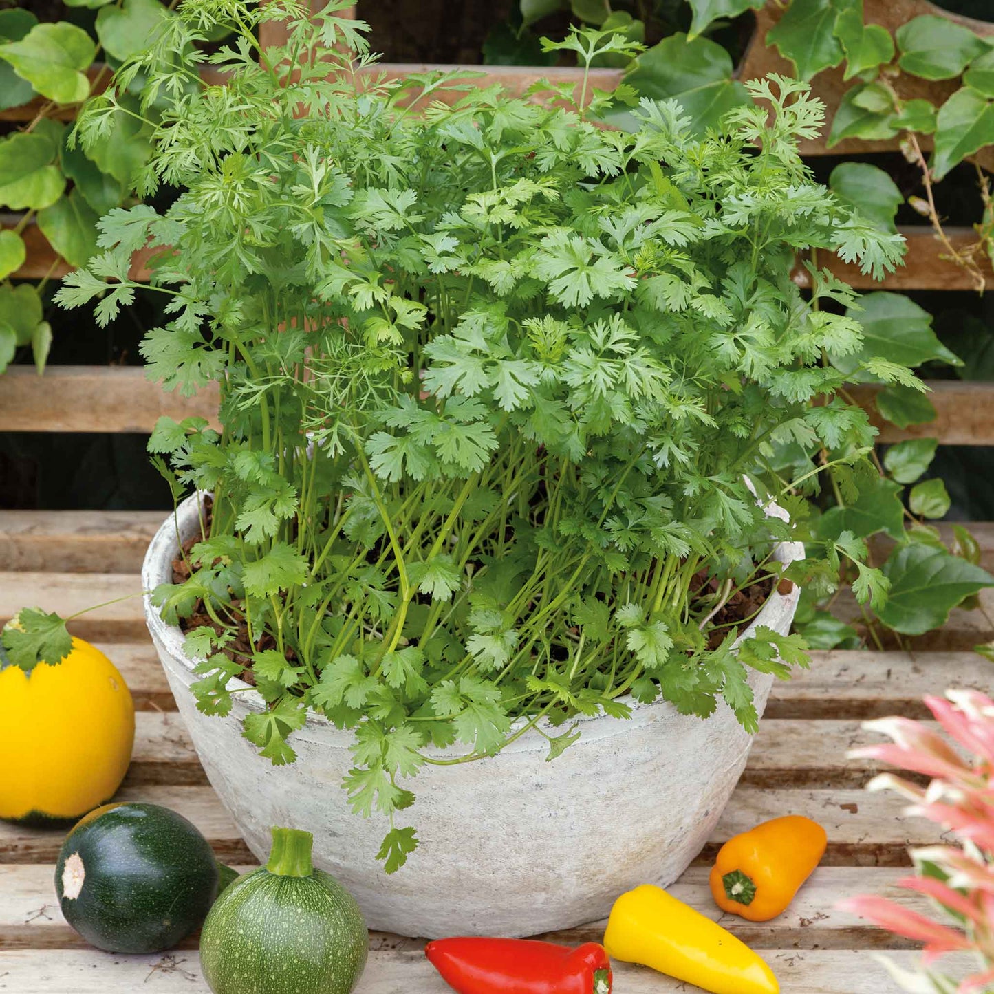 Close-up of a Leisure cilantro plant with delicate leaves, ready for harvest, under natural light.