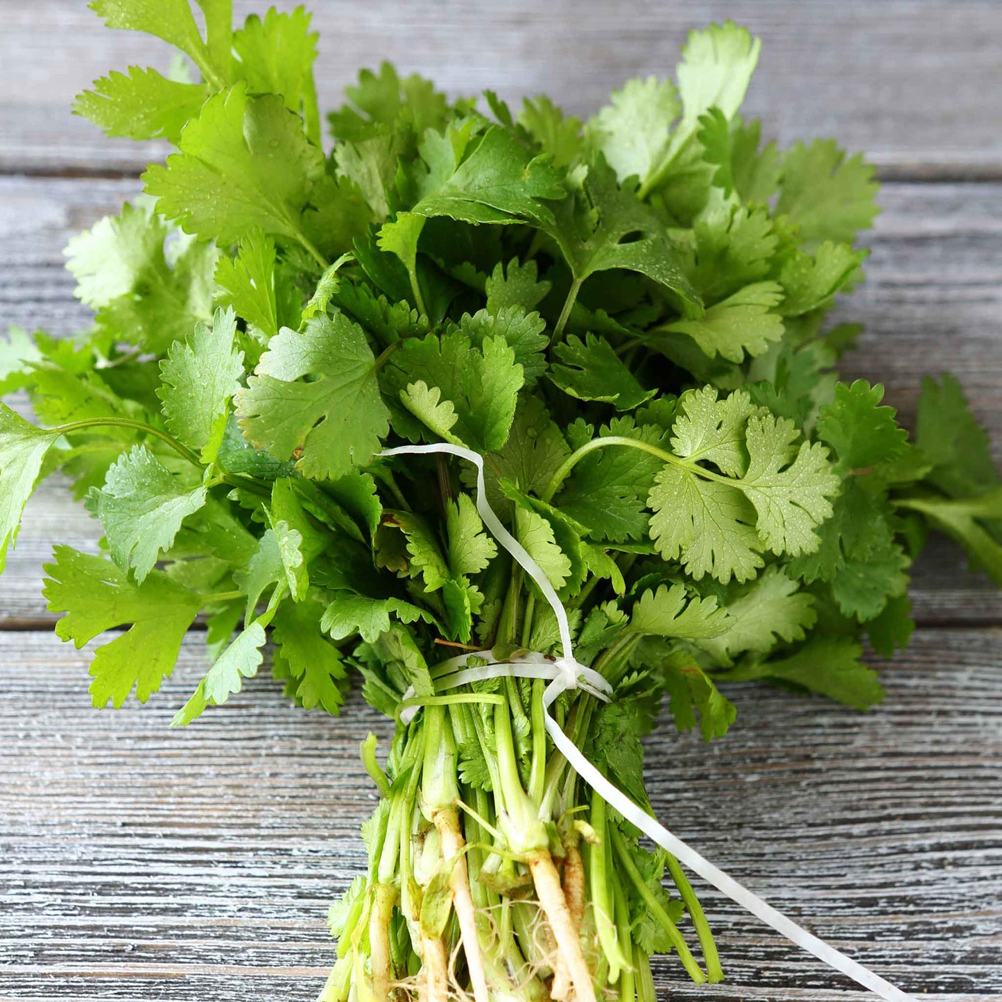 A close-up of a bundle of cilantro stems showing the fresh texture of each leaf.