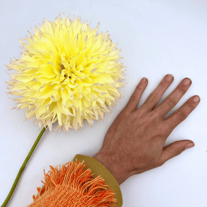 Citron du Cap Dahlia Tuber