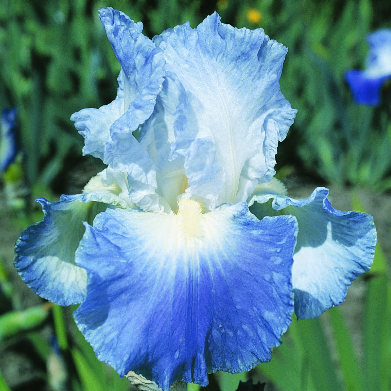 Bearded Iris 'Clarence'