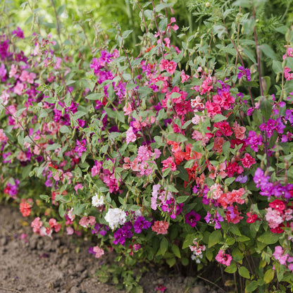 Pink, purple and white Clarkia Mixed flowers in full bloom against a blurred green background.