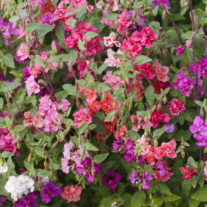 Dense cluster of pink, purple and white Clarkia Mixed blooms against a blurred green background.
