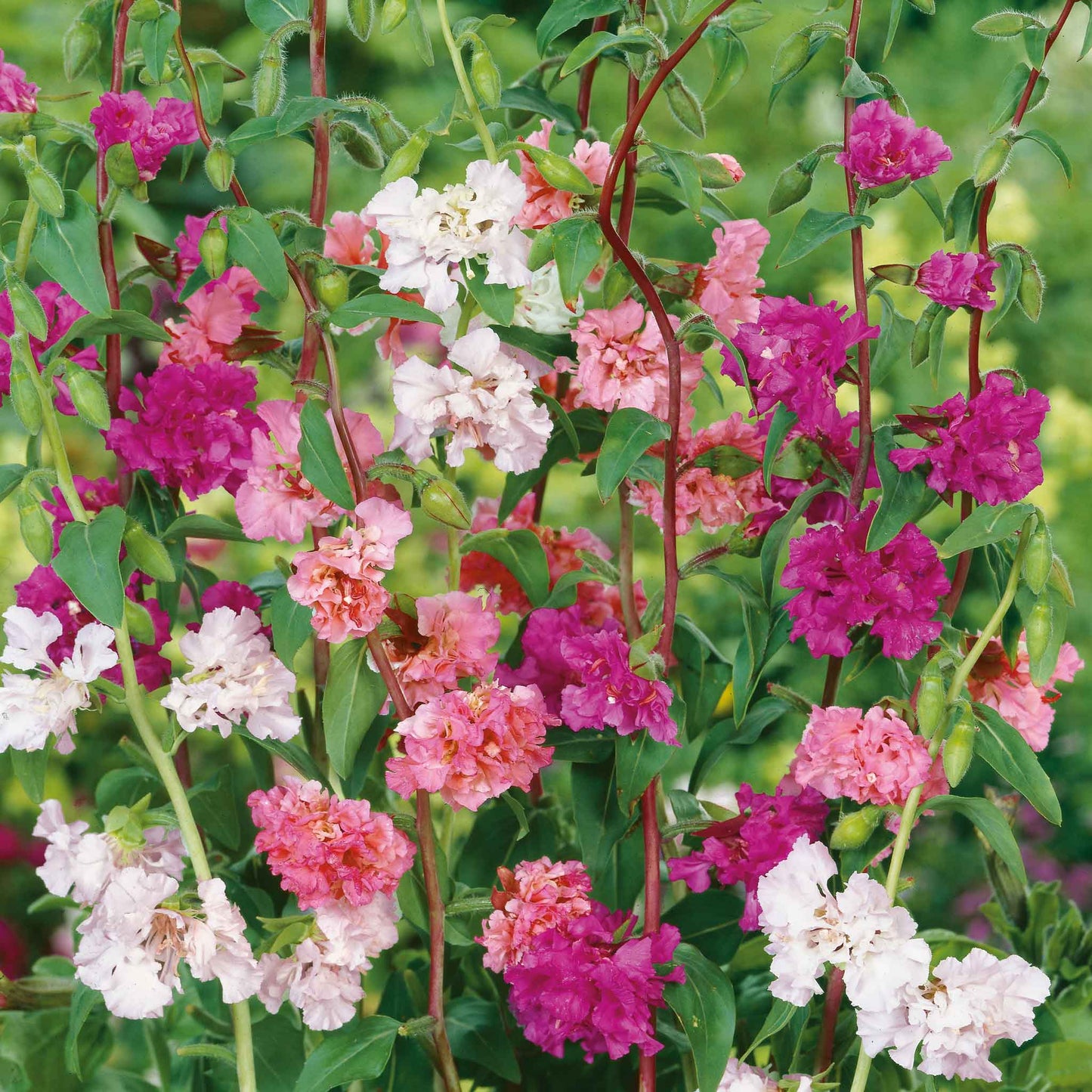 Bright pink, red and white Clarkia Mixed flowers in full bloom against a blurred green background.