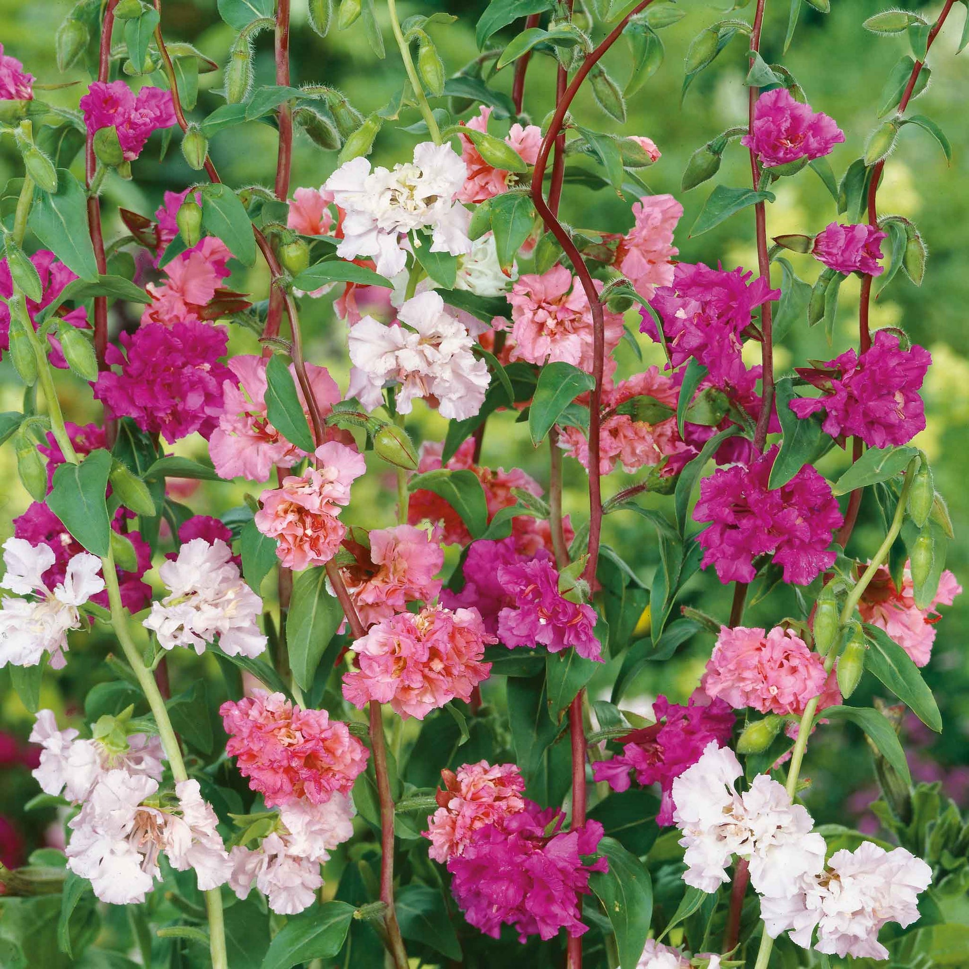 Bright pink, red and white Clarkia Mixed flowers in full bloom against a blurred green background.