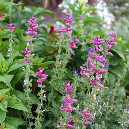 Clary Sage Pink Sundae pink flowers with tall green stems on a blurred background