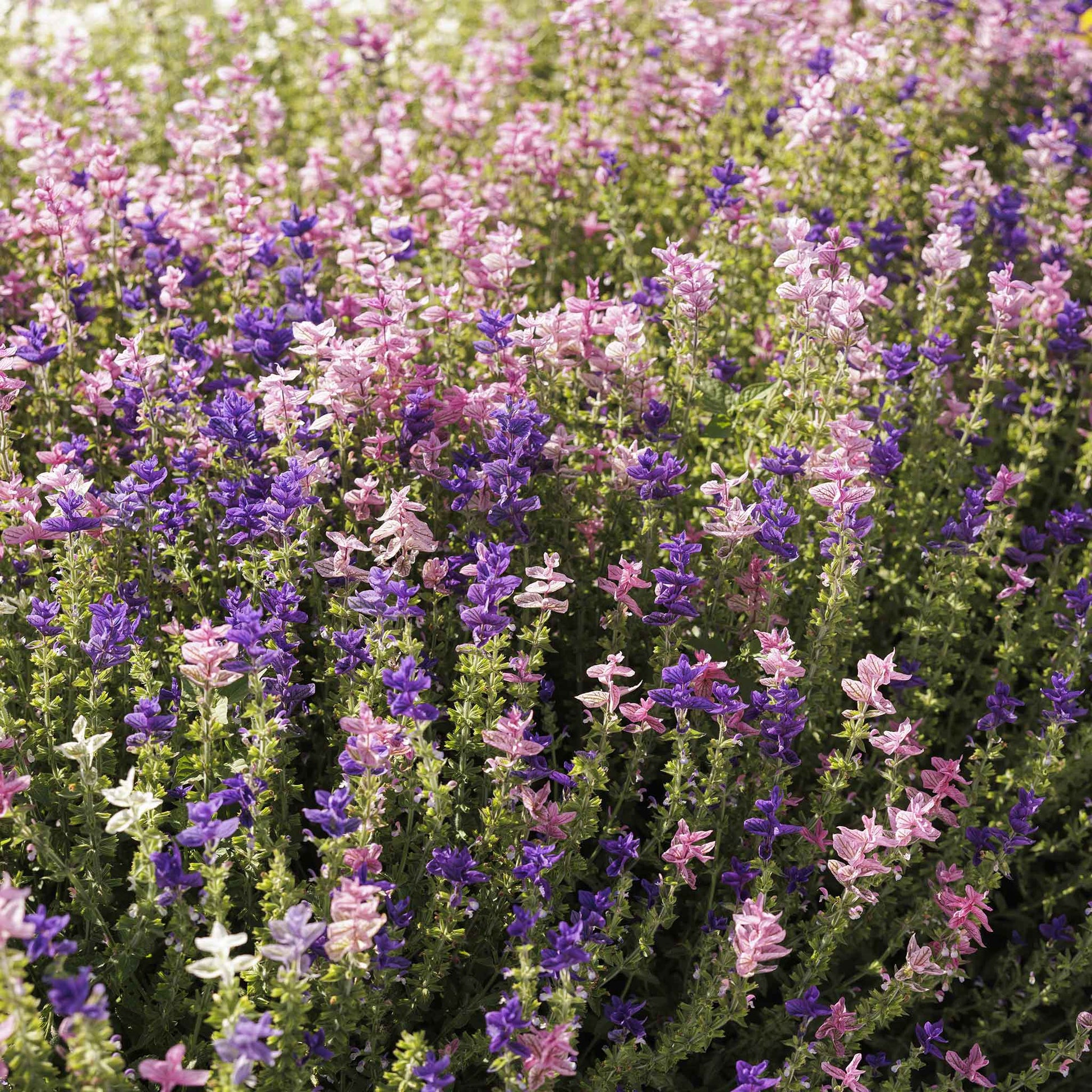Clary Sage Tricolor Mix small green seedlings growing in dark soil