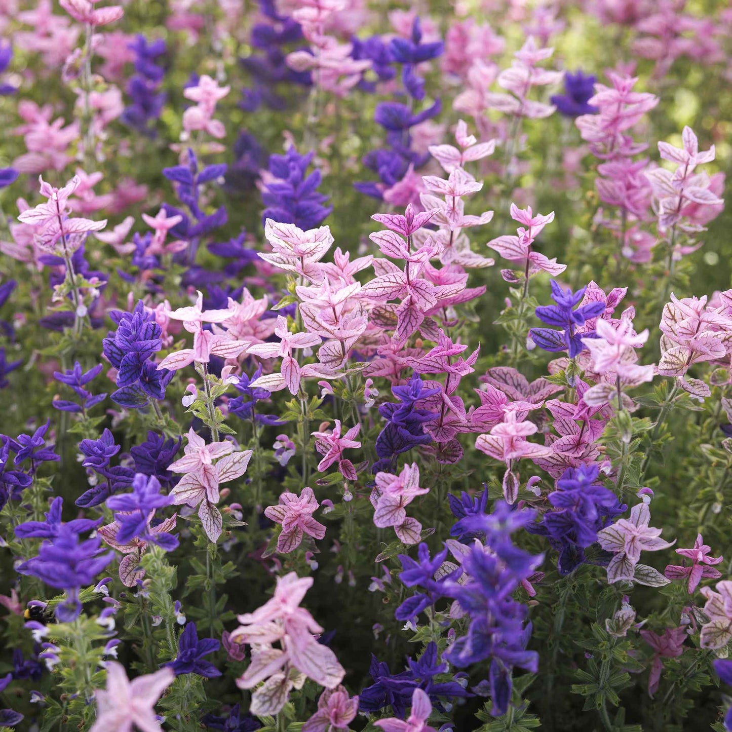 Clary Sage Tricolor Mix purple flowers with a small oil bottle in the foreground