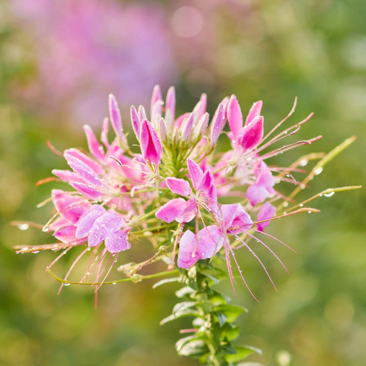 Bright pink Cleome Cherry Queen flower with long stamens against a blurred green background.