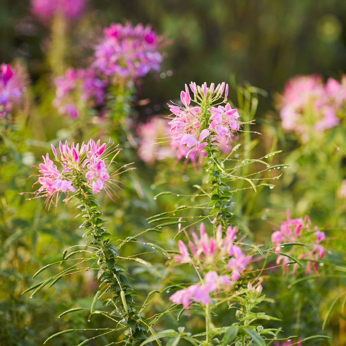 Pink Cleome Cherry Queen flowers with long stamens against a blurred green background.
