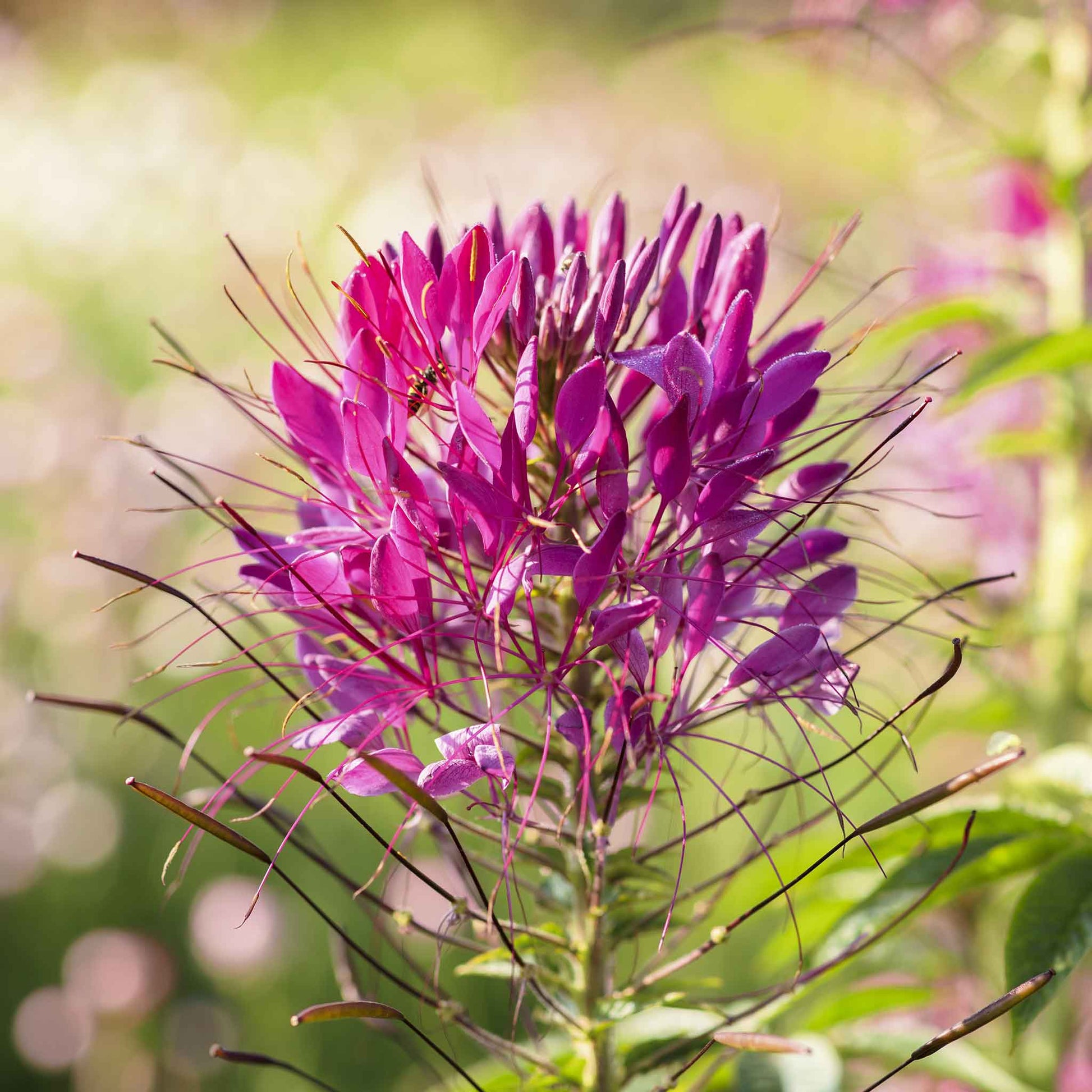 Pink and purple Cleome Mauve Queen flowers with long stamens against a blurred green background.