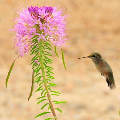 Pink Rocky Mountain Beeplant flower with a hummingbird against a blurred golden background.